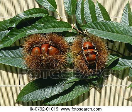 Chestnut on Green Leaves View Large Photo Image Stock Photo - Chestnut on Green Leaves. Fotosearch