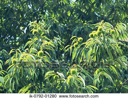 Chestnuts with Green Leaves View Large Photo Image Stock Image - Chestnuts with Green Leaves. Fotosearch