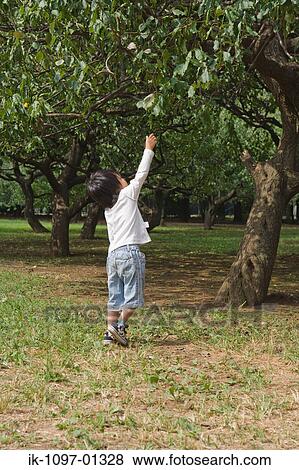 Child picking off leaves from trees in a garden View Large Photo Image Stock Photo - Child picking off leaves from trees in a garden. Fotosearch