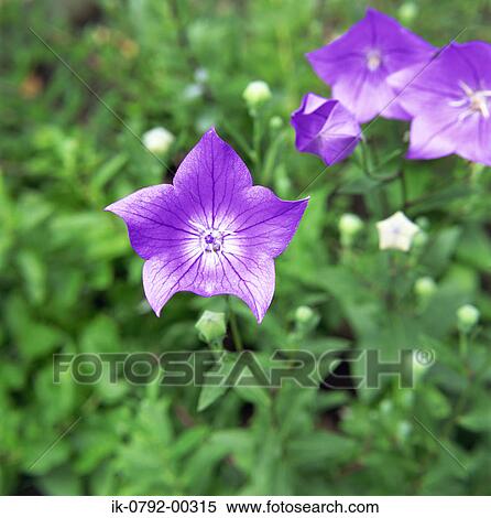 Chinese Bellflower against Green Background View Large Photo Image Stock Photography - Chinese Bellflower against Green Background. Fotosearch