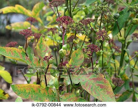 Chinese Herb Growing in Garden View Large Photo Image Picture - Chinese Herb Growing in Garden. Fotosearch