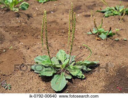 Stock Image - Chinese Plantain Or Common Plantain. Fotosearch