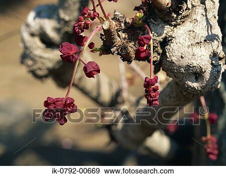 Chocolate Vine Flowers Growing on Tree View Large Photo Image Stock Photo - Chocolate Vine Flowers Growing on Tree. Fotosearch