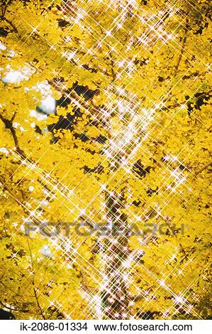 Picture - Christmas Tee Shining in Evening. Fotosearch