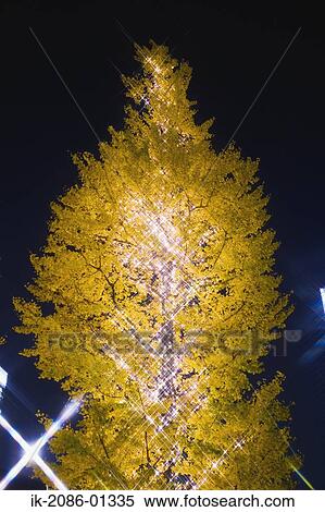 Christmas Tee Shining in Evening View Large Photo Image Stock Photography - Christmas Tee Shining in Evening. Fotosearch
