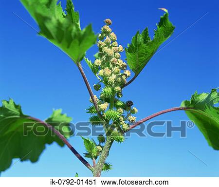 Cocklebur Blooming against Blue Sky View Large Photo Image Stock Image - Cocklebur Blooming against Blue Sky. Fotosearch