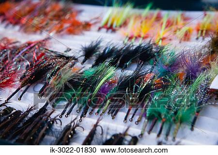 Colorful Feathers in Alberta View Large Photo Image Stock Image - Colorful Feathers in Alberta. Fotosearch