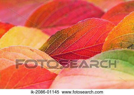 Stock Photography - Colourful Camellia Leaves. Fotosearch