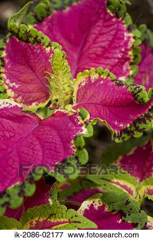 Stock Photo - Colourful Coleus leaves growing. Fotosearch