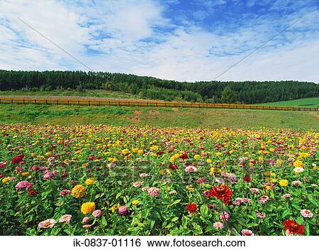 Colourful flowers blooming in a field View Large Photo Image Stock Photograph - Colourful flowers blooming in a field. Fotosearch
