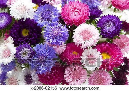 Colourful flowers blooming View Large Photo Image Stock Photograph - Colourful flowers blooming. Fotosearch