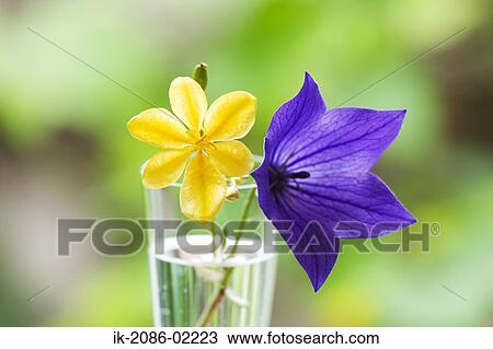 Stock Image - Colourful flowers in a vase. Fotosearch