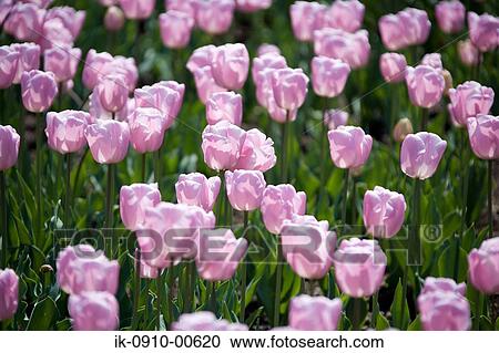 Colourful Tulip Flowers Growing in Field View Large Photo Image Stock Image - Colourful Tulip Flowers Growing in Field. Fotosearch