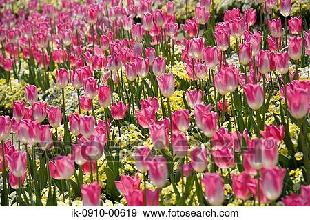 Colourful Tulip Flowers View Large Photo Image Stock Photo - Colourful Tulip Flowers. Fotosearch