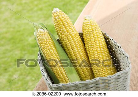 Stock Image - Corn cobs in a basket. Fotosearch