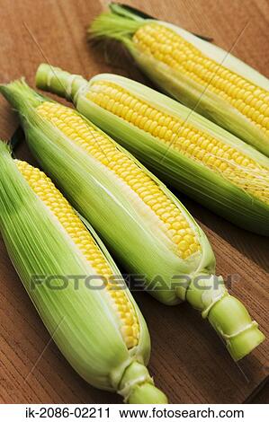 Stock Image - Corn cobs in husks. Fotosearch