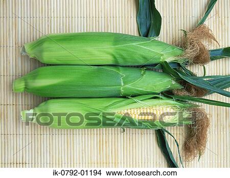 Corn Cobs with Husks View Large Photo Image Picture - Corn Cobs with Husks. Fotosearch