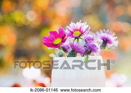 Stock Photograph - Cosmos and Thistle Flowers Vase in Garden. Fotosearch
