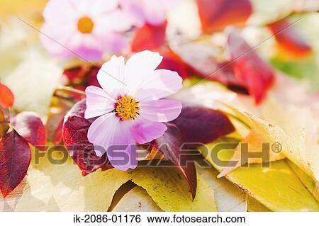 Stock Photograph - Cosmos Flower and Maple Leaves. Fotosearch
