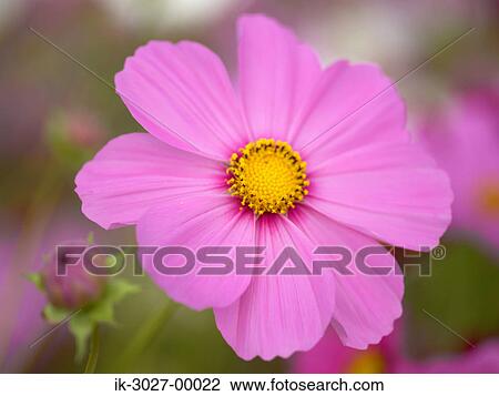 Cosmos Flower Blooming in Field View Large Photo Image Stock Image - Cosmos Flower Blooming in Field. Fotosearch