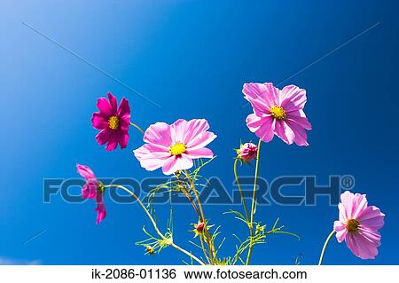 Stock Photograph - Cosmos Flowers against Blue Sky. Fotosearch
