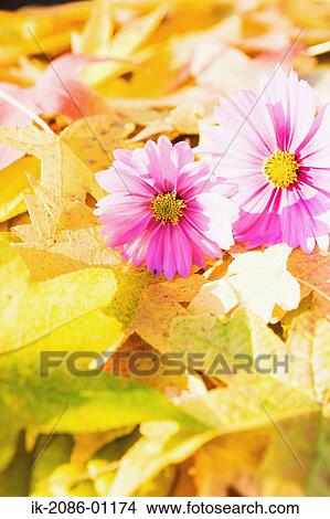 Cosmos Flowers and Maple Leaves View Large Photo Image Picture - Cosmos Flowers and Maple Leaves. Fotosearch
