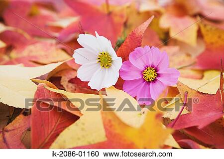 Stock Image - Cosmos Flowers and Maple Leaves . Fotosearch