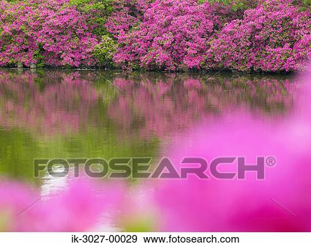 Cosmos Flowers Blooming Near Seaside View Large Photo Image Stock Photo - Cosmos Flowers Blooming Near Seaside. Fotosearch