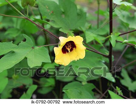 Stock Image - Cotton Plant with Yellow Flower. Fotosearch