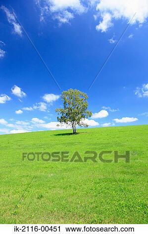 Stock Image - Countryside grassland with tree and blue sky. Fotosearch