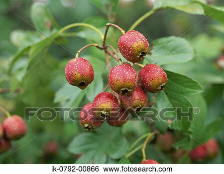 Crataegus Cuneata Berries on Hawthorn Tree View Large Photo Image Stock Photograph - Crataegus Cuneata Berries on Hawthorn Tree. Fotosearch