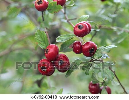 Crataegus Monogyna Berries on Hawthorn Tree View Large Photo Image Stock Photo - Crataegus Monogyna Berries on Hawthorn Tree. Fotosearch