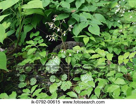 Creeping Saxifrage Plant Growing in a Field View Large Photo Image Stock Photography - Creeping Saxifrage Plant Growing in a Field. Fotosearch
