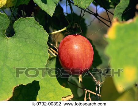 Crow Melon Growing on Tree View Large Photo Image Stock Image - Crow Melon Growing on Tree. Fotosearch