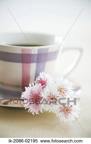 Cup of herbal tea with flowers View Large Photo Image Stock Photography - Cup of herbal tea with flowers. Fotosearch