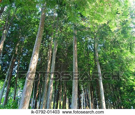 Cypress Tree in Summer View Large Photo Image Stock Image - Cypress Tree in Summer. Fotosearch