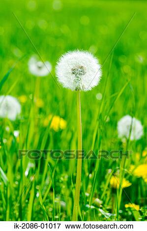 Dandelion Growing in Field View Large Photo Image Stock Photo - Dandelion Growing in Field. Fotosearch