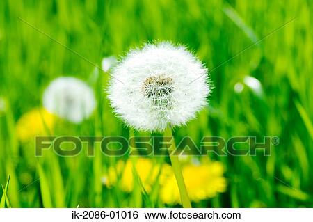Dandelion Growing in Field View Large Photo Image Stock Photograph - Dandelion Growing in Field. Fotosearch