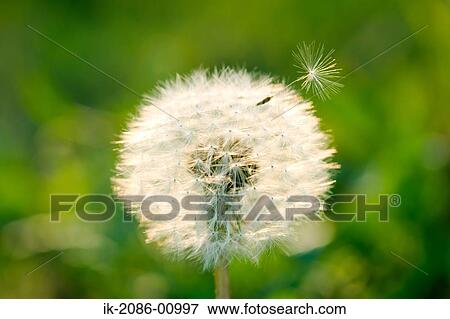 Stock Photo - Dandelion with Pappus Growing in Spring. Fotosearch