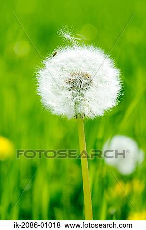 Stock Photo - Dandelion with Pappus Growing in Spring. Fotosearch