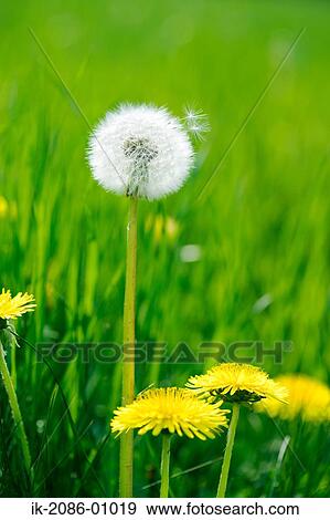 Dandelion with Pappus Growing in Spring View Large Photo Image Stock Photo - Dandelion with Pappus Growing in Spring. Fotosearch