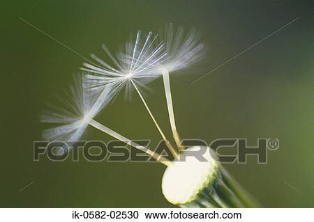 Stock Image - Dandelion with Pappus. Fotosearch
