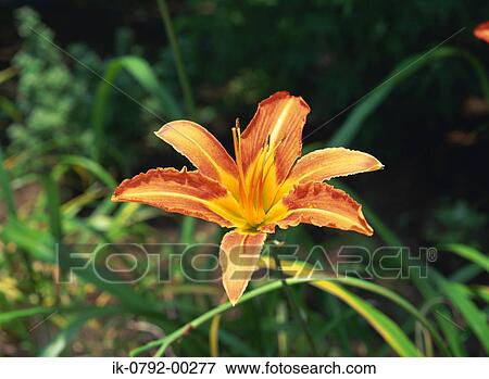 Stock Photo - Daylily Flower. Fotosearch