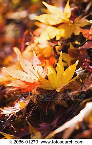 Stock Photo - Dead Maple Leaf. Fotosearch