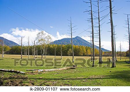 Dead Trees at Tochigi Prefecture, Japan View Large Photo Image Stock Photo - Dead Trees at Tochigi Prefecture, Japan. Fotosearch