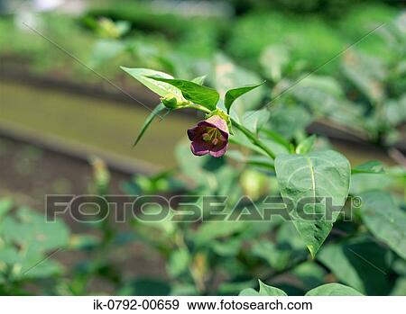 Stock Photo - Deadly Nightshade with Flower and Fruit. Fotosearch
