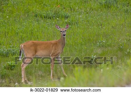 Stock Photo - Deer at Canadian Rockies, Alberta, Canada. Fotosearch