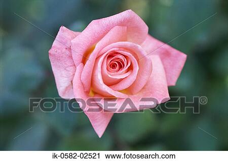 Delicate Petals of Pink Rose View Large Photo Image Stock Image - Delicate Petals of Pink Rose. Fotosearch