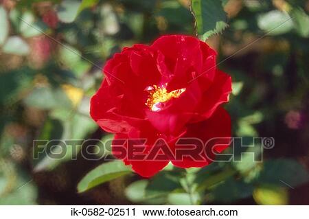 Delicate Petals of Red Flower View Large Photo Image Stock Image - Delicate Petals of Red Flower. Fotosearch