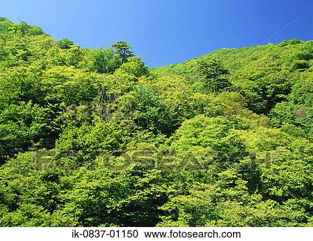 Dense forest View Large Photo Image Stock Image - Dense forest. Fotosearch